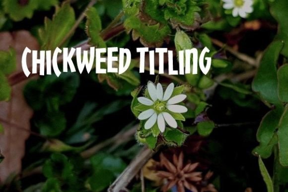 Chickweed Titling: The Display Font for Playful, Space-Saving Headlines