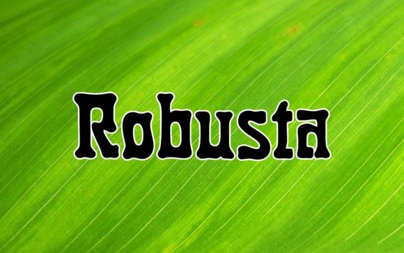 Robusta: A Typeface That Flows with Creative Possibility